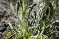 Oreocarya spiculifera