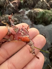 Metandrocarpa