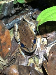 Leptodactylus rhodonotus