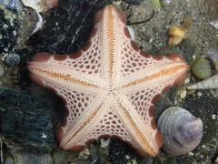 Pentagonaster pulchellus