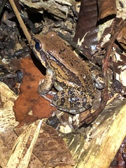 Leptodactylus rhodonotus