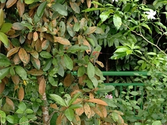 Crocothemis servilia