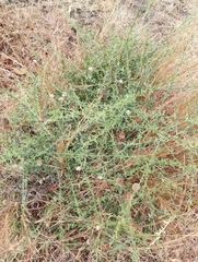 Balanites aegyptiaca