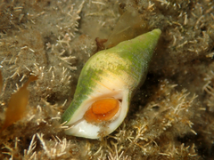 Buccinulum littorinoides