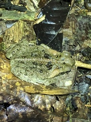 Rhinella marina