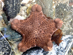 Pentagonaster pulchellus