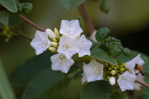 Convolvulus nodiflorus