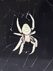 Hortophora