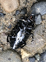 Histeridae