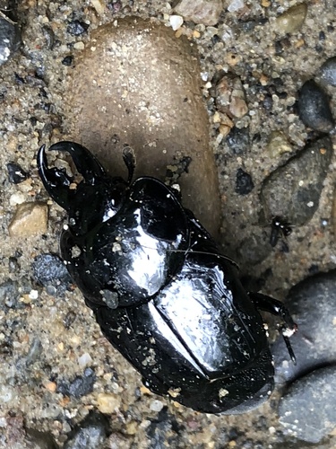 Oxysternus maximus