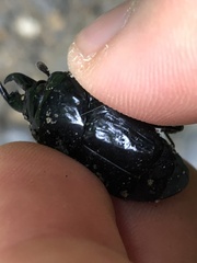 Histeridae