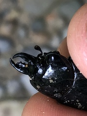 Histeridae