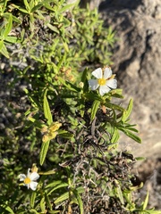 Cistus monspeliensis image