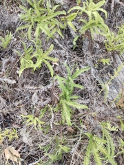 Dicranopteris