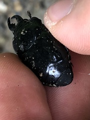 Histeridae