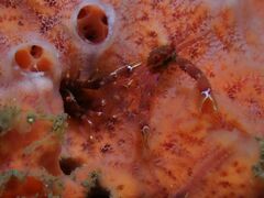 Galathea tanegashimae