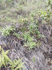 Dicranopteris