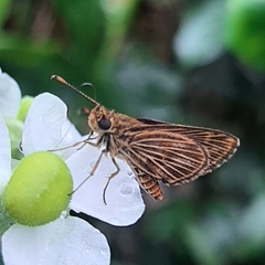 Vehilius stictomenes