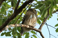 Glaucidium cuculoides