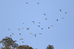 Mycerobas melanozanthos