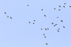 Mycerobas melanozanthos