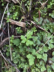 Pentagramma triangularis