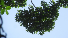 Aspidosperma spruceanum
