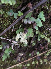 Pentagramma triangularis