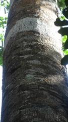 Aspidosperma spruceanum