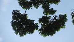 Aspidosperma spruceanum
