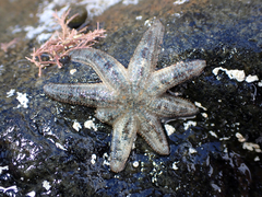 Allostichaster polyplax