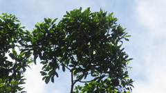 Aspidosperma spruceanum