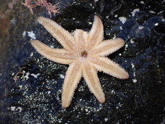 Allostichaster polyplax