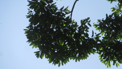 Aspidosperma spruceanum