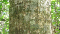 Aspidosperma spruceanum