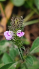 Justiciinae