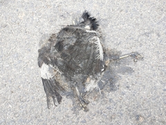 Acridotheres grandis