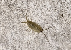 Ligia exotica