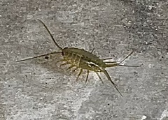 Ligia exotica