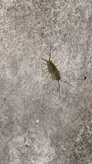 Ligia exotica