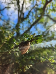 Hierodula patellifera