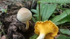 Cantharellus tenuithrix