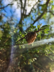 Hierodula patellifera