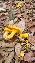 Cantharellus tenuithrix