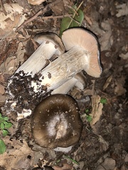 Entoloma ferruginans