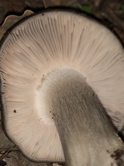 Entoloma ferruginans