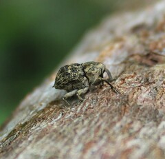 Eutyrhinus meditabundus