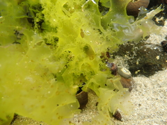 Ulvaceae