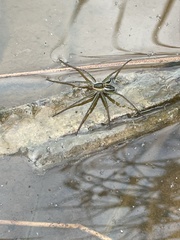 Dolomedes facetus
