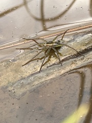Dolomedes facetus